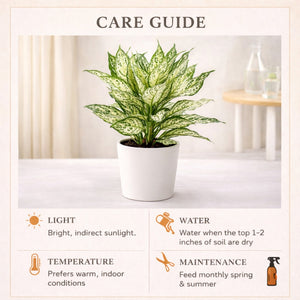 Aglaonema Snow White - Indoor Plants