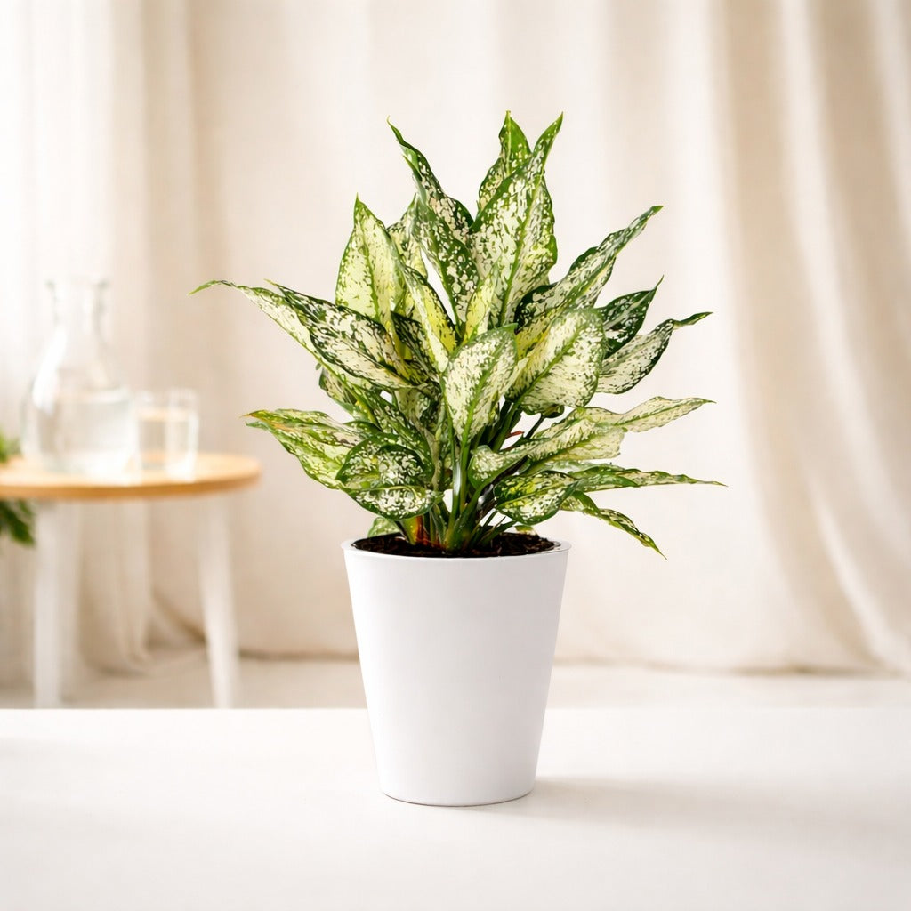 Aglaonema Snow White - Indoor Plants