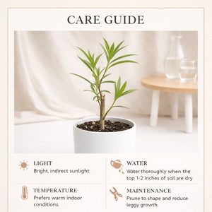 Oleander Plant