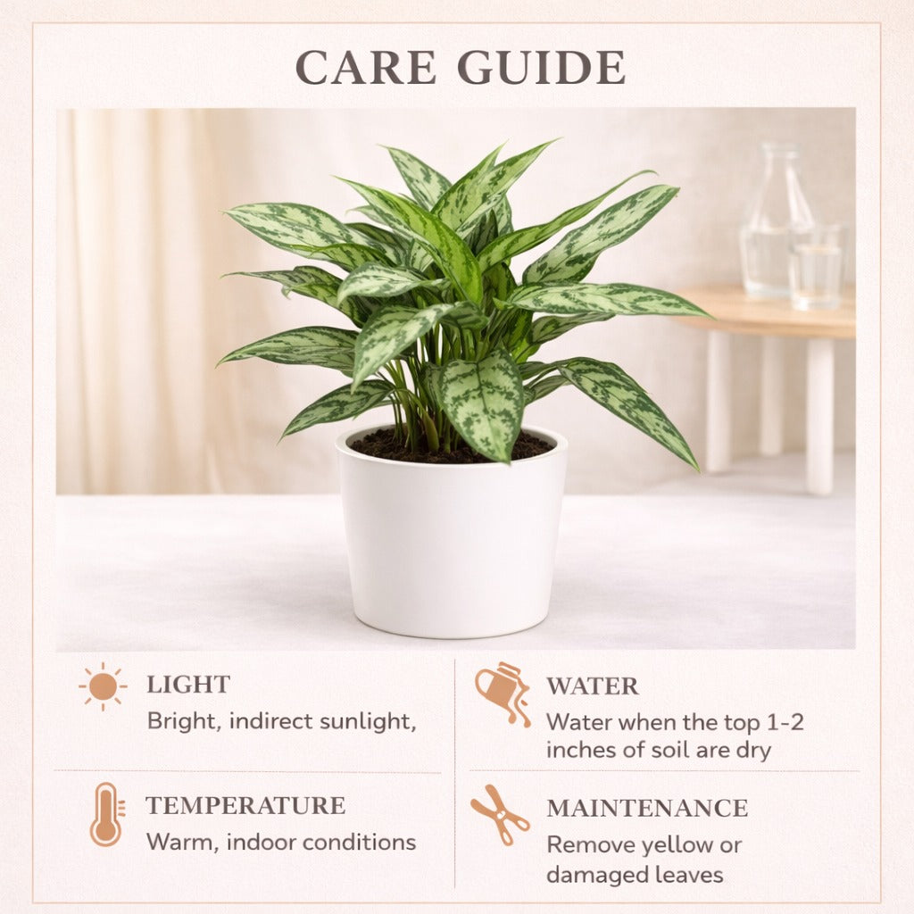 Aglaonema Malay Beauty - Indoor Plants