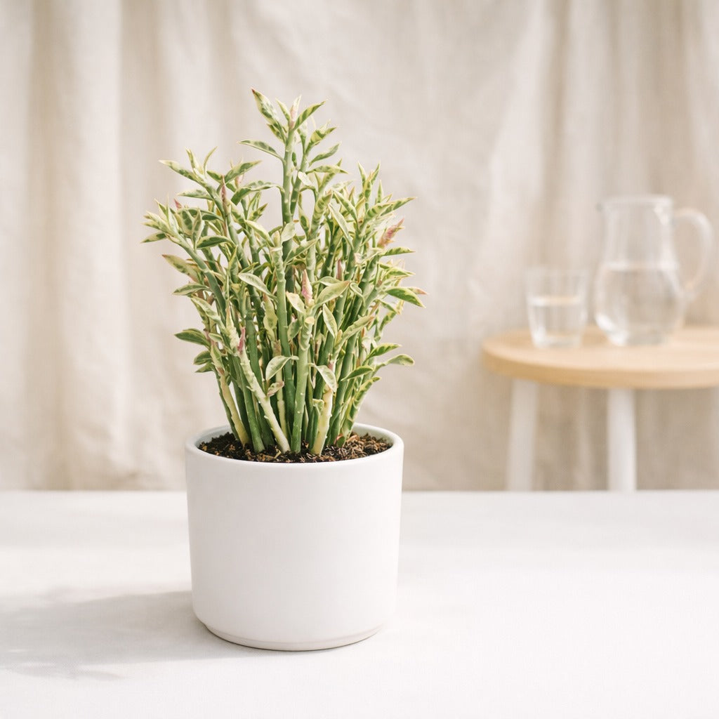 Variegated Devil’s Backbone Plant