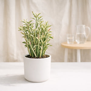 Variegated Devil’s Backbone Plant