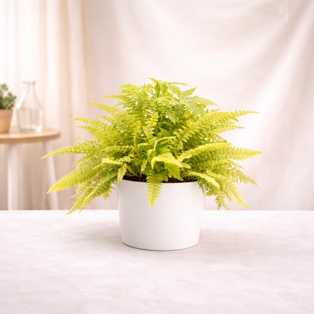 Golden Boston Fern - Indoor Plants