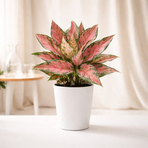 Pink Aglaonema (Chinese Evergreen) – Air Purifying Indoor Plant for Home