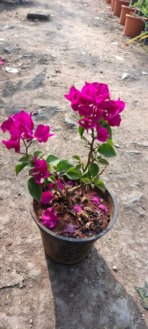 Bougainvillea Plant