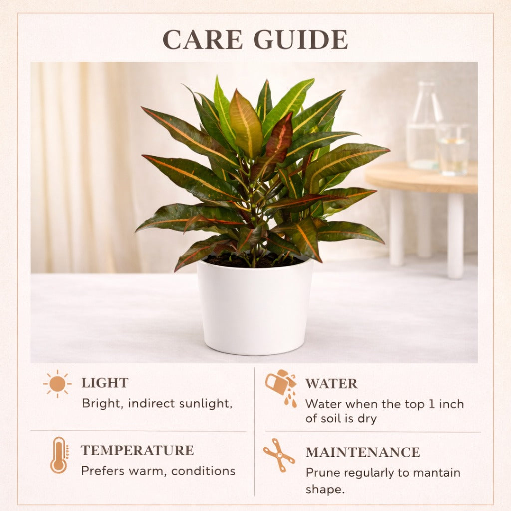 Croton Plant (Codiaeum variegatum) – Colorful Ornamental Indoor Plant for Indian Homes