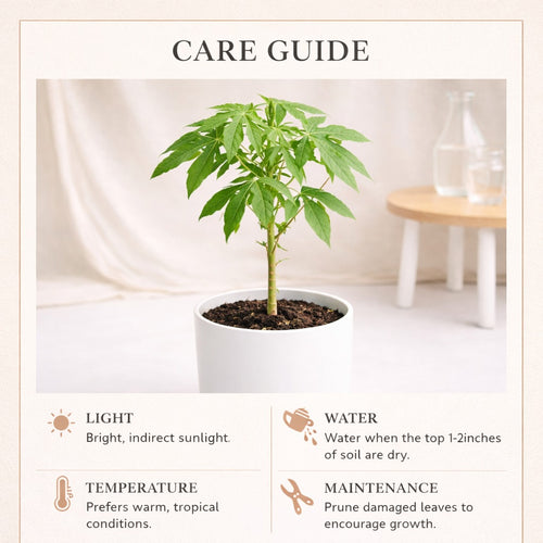 Papaya Plant