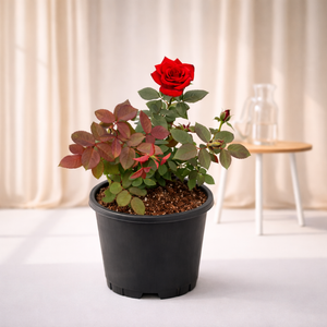 Red Rose Plant (Rosa) – Outdoor Flowering Plant for Balcony, Terrace & Home Gardens in India