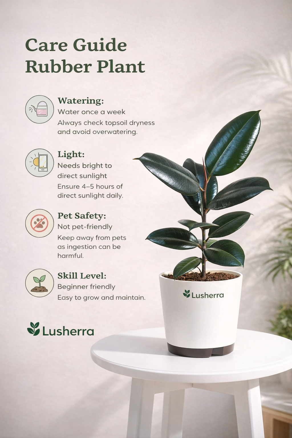 Rubber Plant Sapling