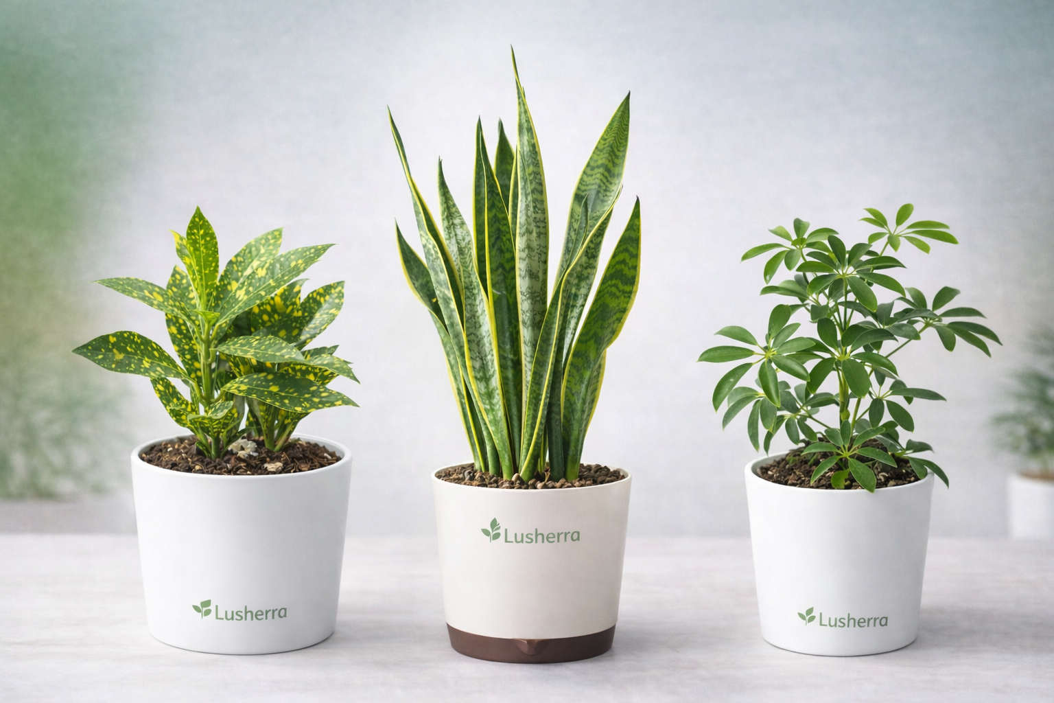 Set of 3 Budget Friendly Plants