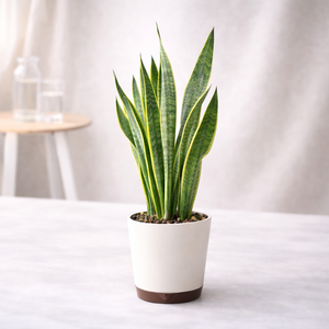 Snake Plant – Low Maintenance Indoor Plant