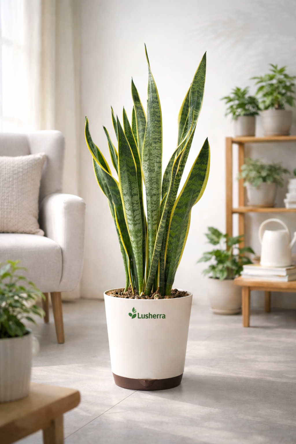 Set of 3 Budget Friendly Plants