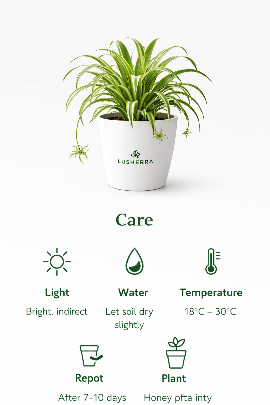 Spider Plant – Air Purifying Indoor Plant