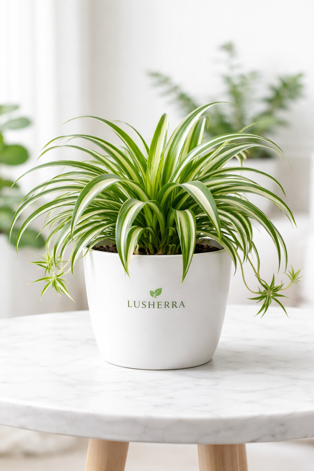Spider Plant – Air Purifying Indoor Plant