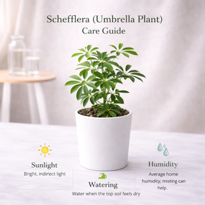 Umbrella Tree Plant (Schefflera)