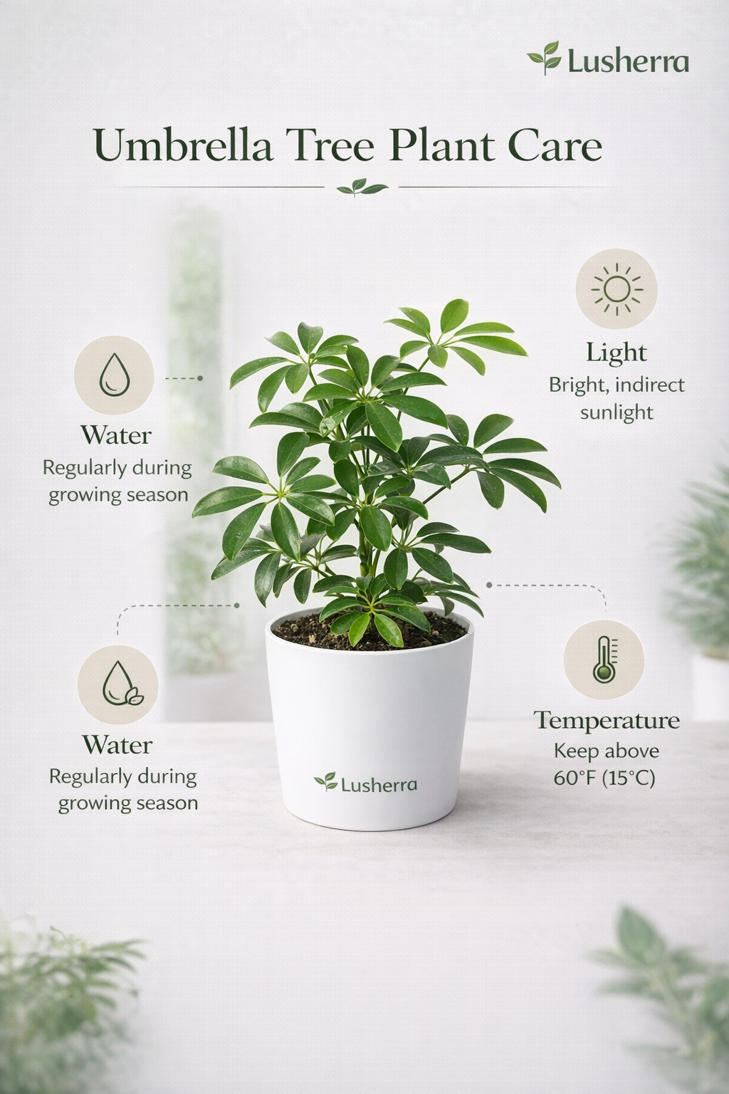 Umbrella Tree Plant (Schefflera)