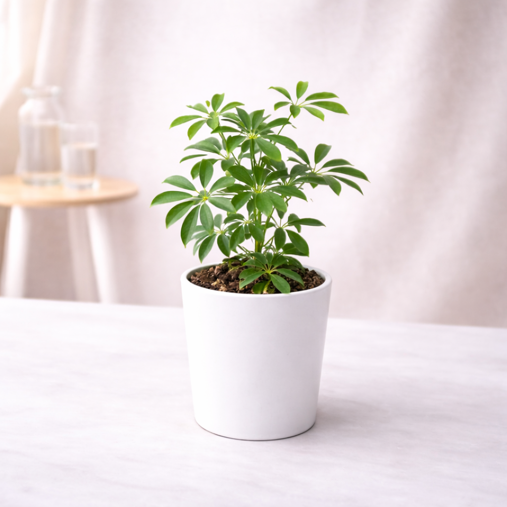 Umbrella Tree Plant (Schefflera)