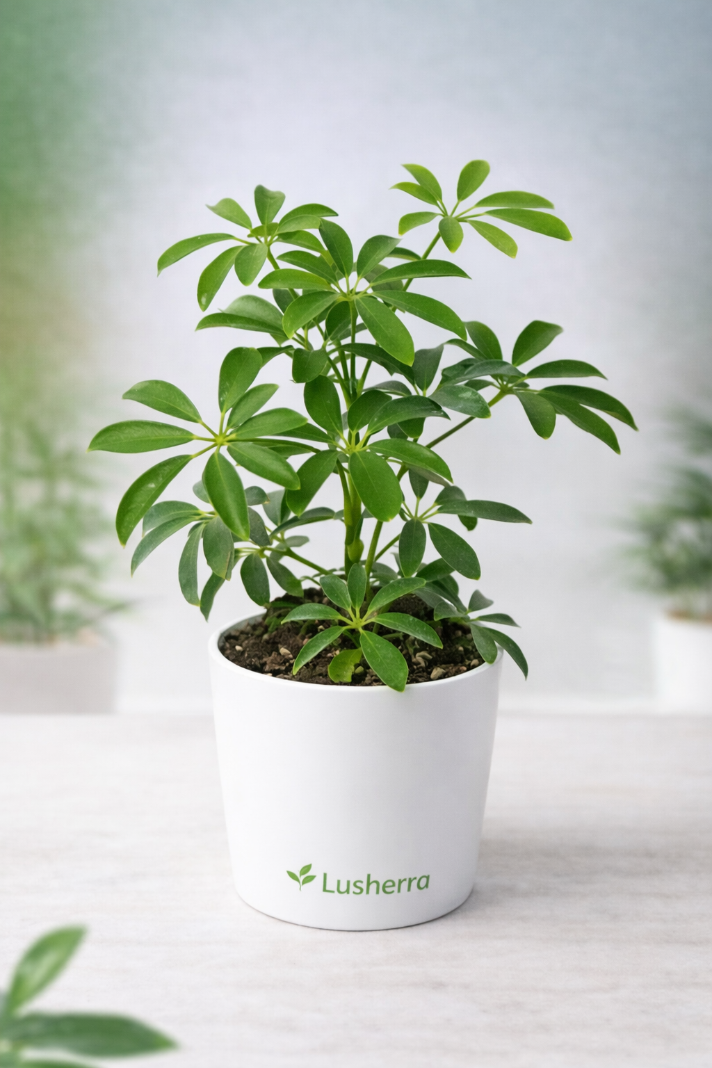 Set of 3 Budget Friendly Plants