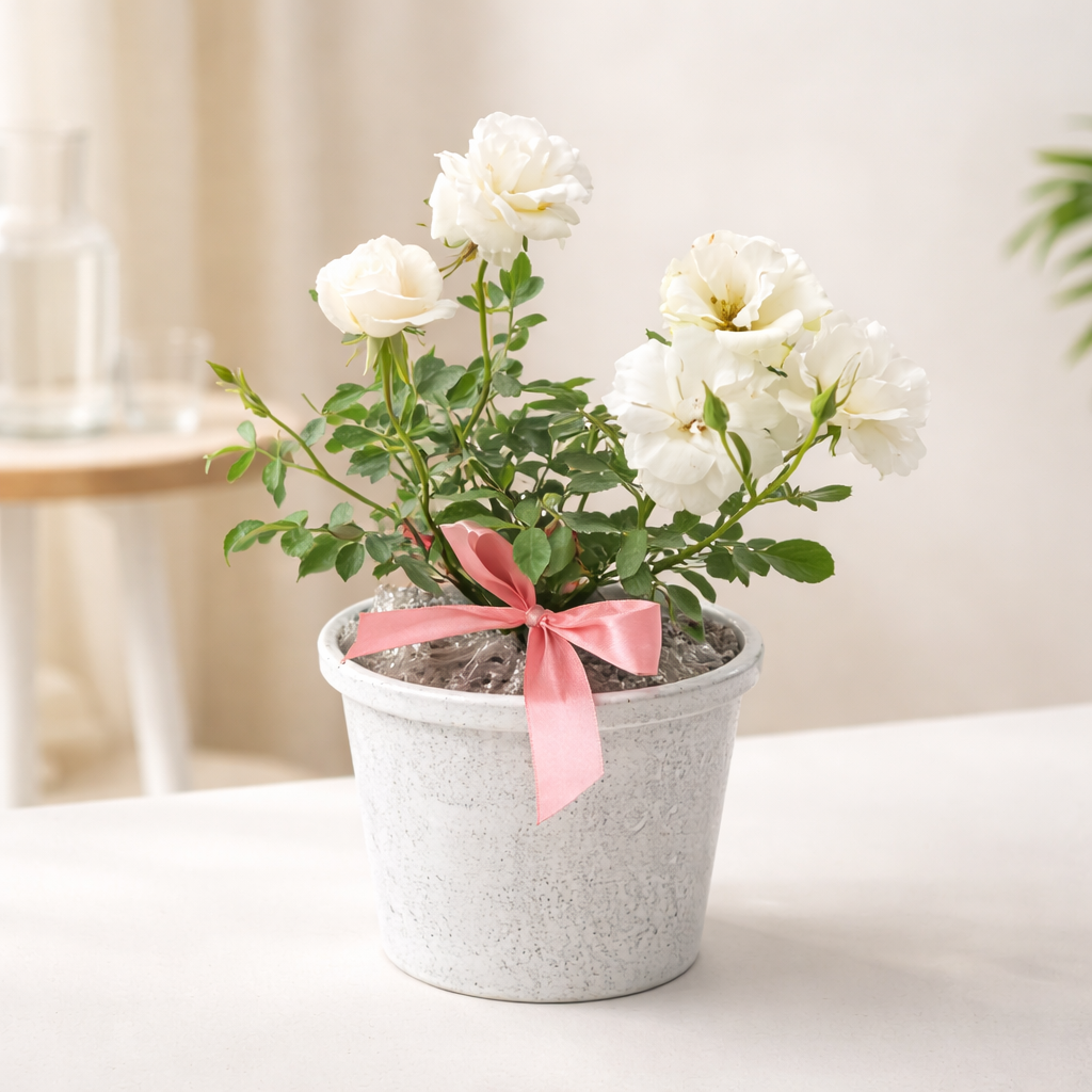 Buy White Rose Plant Online in India | Outdoor Flowering Rose for Balcony & Terrace – Lusherra