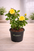 Rose (Yellow) - Plant
