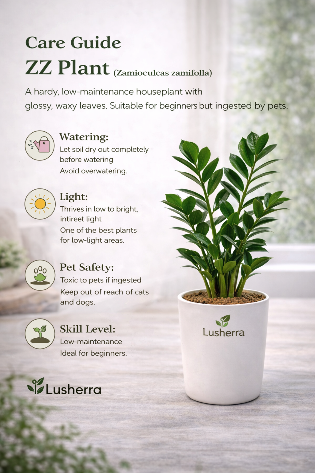 ZZ Plant – Easy Care Indoor Plant