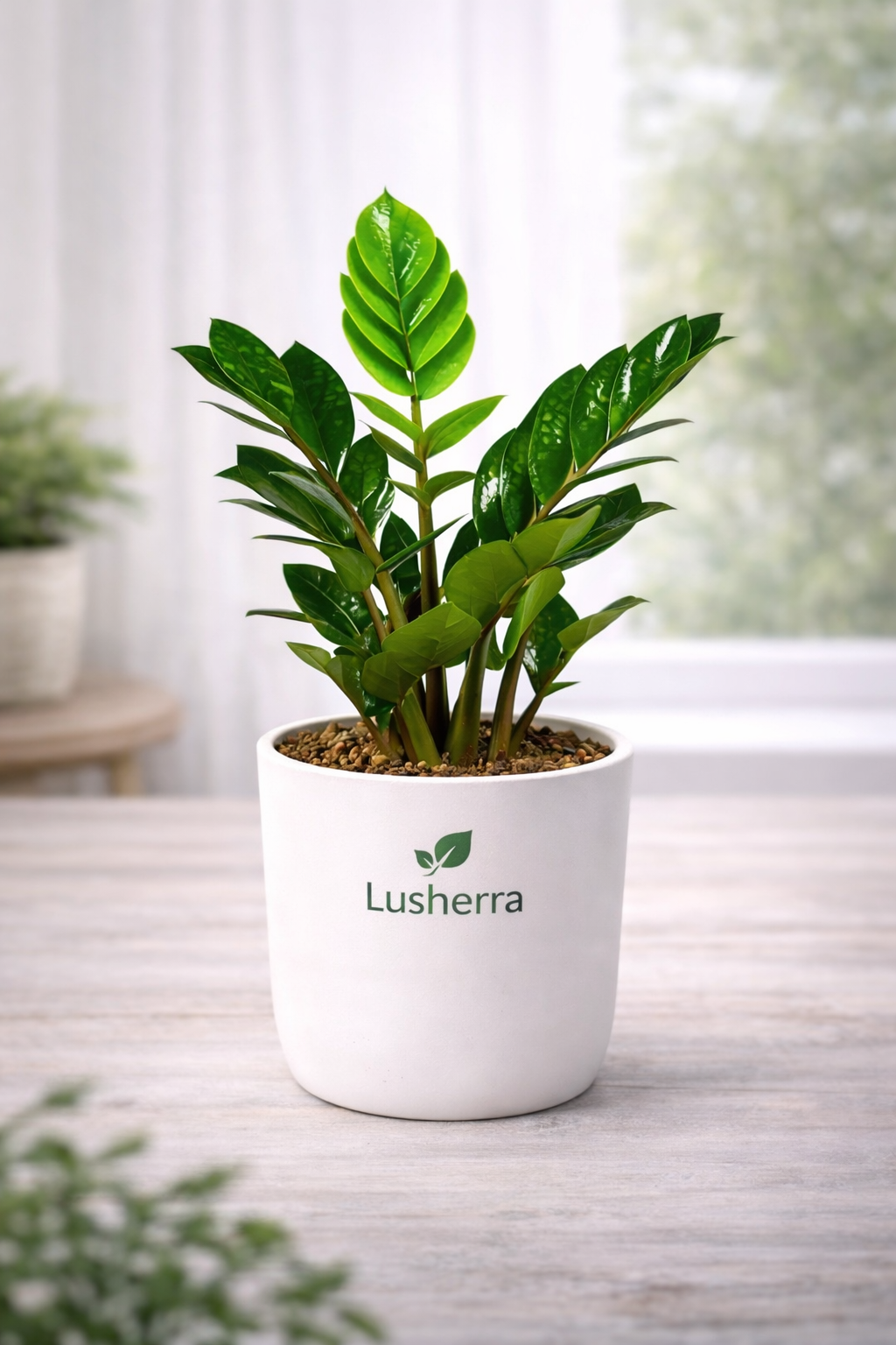 ZZ Plant – Easy Care Indoor Plant